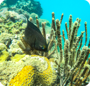 Lu Viana - Transfers e Passeios em Porto Seguro